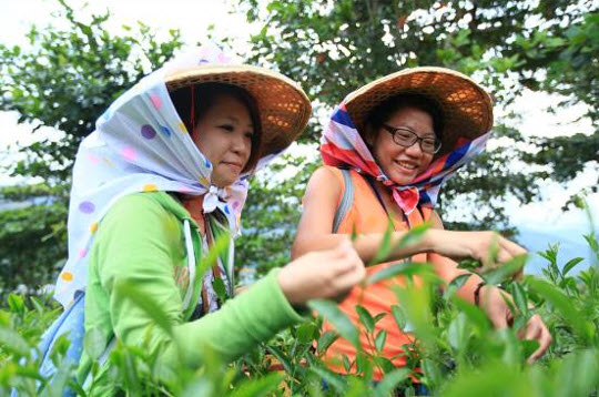 野鄉龍田社區 紅烏龍採茶之旅